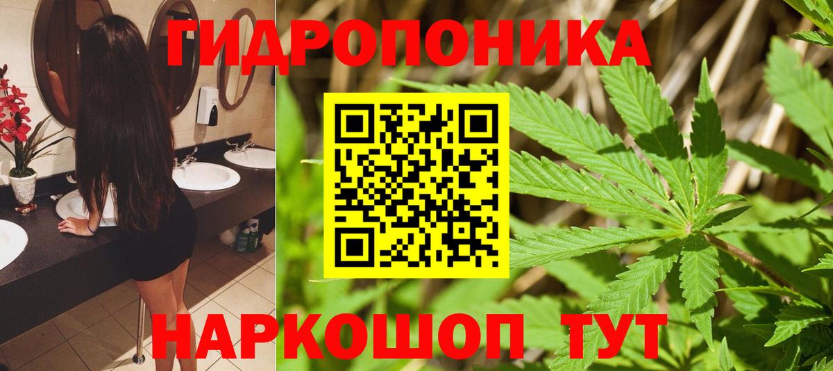 Конопля план Курчалой